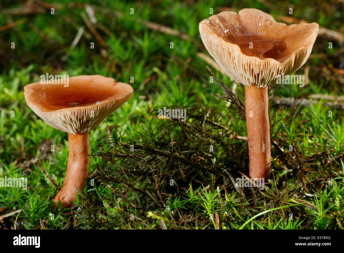 Due giovani scagliose Rustgilln funghi (Gymnopilus sapineus), la formazione di cappelli tazze, riempito con acqua di pioggia Foto Stock