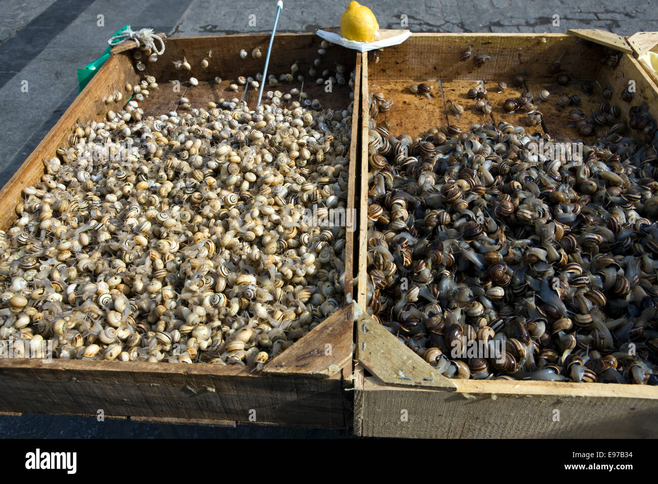 Fresca e viva le lumache per la vendita al mercato di Jerez de la Frontera Foto Stock