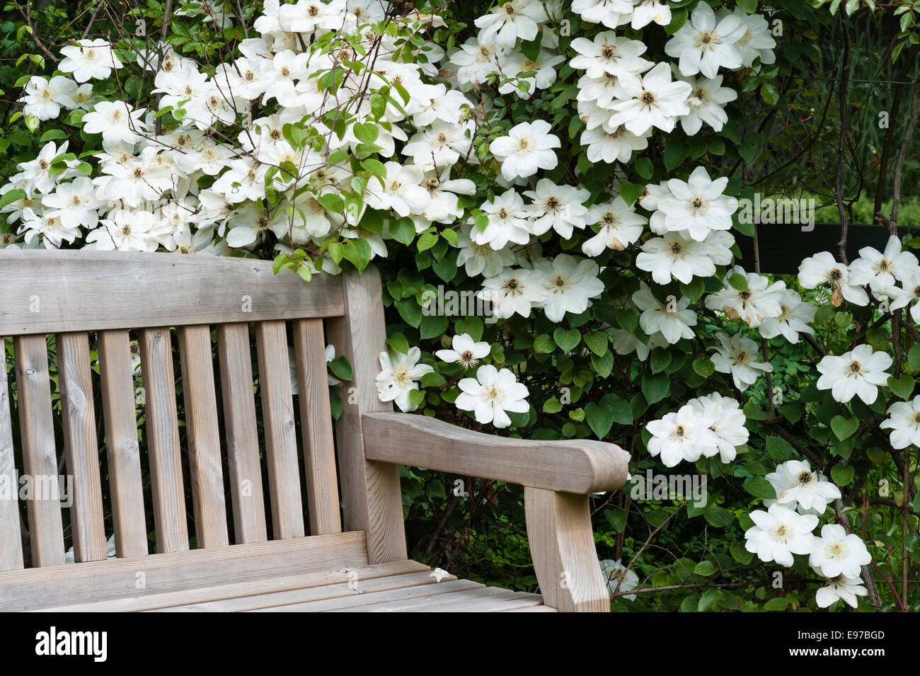 Marsh Villa Giardino, Par, Cornwall, Regno Unito. La clematide "Guernsey Crema" accanto a un di legno panchina da giardino Foto Stock