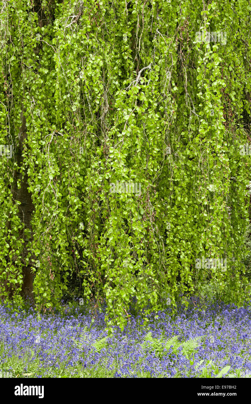 Tregrehan Garden, St Austell, Cornovaglia, Regno Unito. Un faggio piangente (Fagus sylvatica 'Pendulaa') in primavera, con campanelle che fioriscono sotto di esso Foto Stock