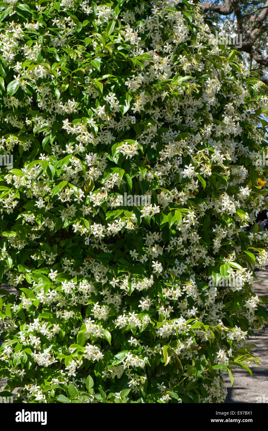 Fioritura gelsomino, Jasminum officinale, in un giardino mediterraneo sulla Baia di Napoli vicino a Sorrento nel maggio Foto Stock