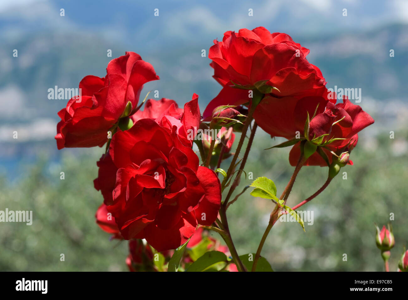 Rose rampicanti con piena fioritura rossa in un giardino sul mare del Golfo di Napoli nei pressi di Sorrento in Italia, può Foto Stock
