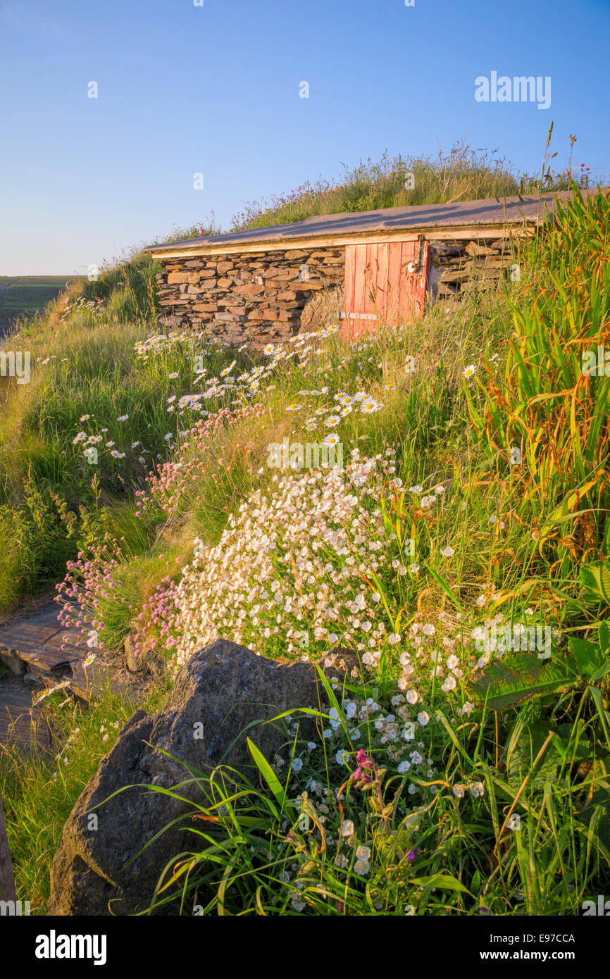 Casolare in pietra circondato da fiori selvaggi vicino a St David's, Pembrokeshire. Foto Stock