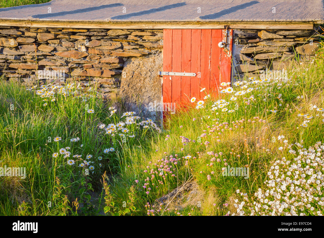 Casolare in pietra circondato da fiori selvaggi vicino a St David's, Pembrokeshire. Foto Stock
