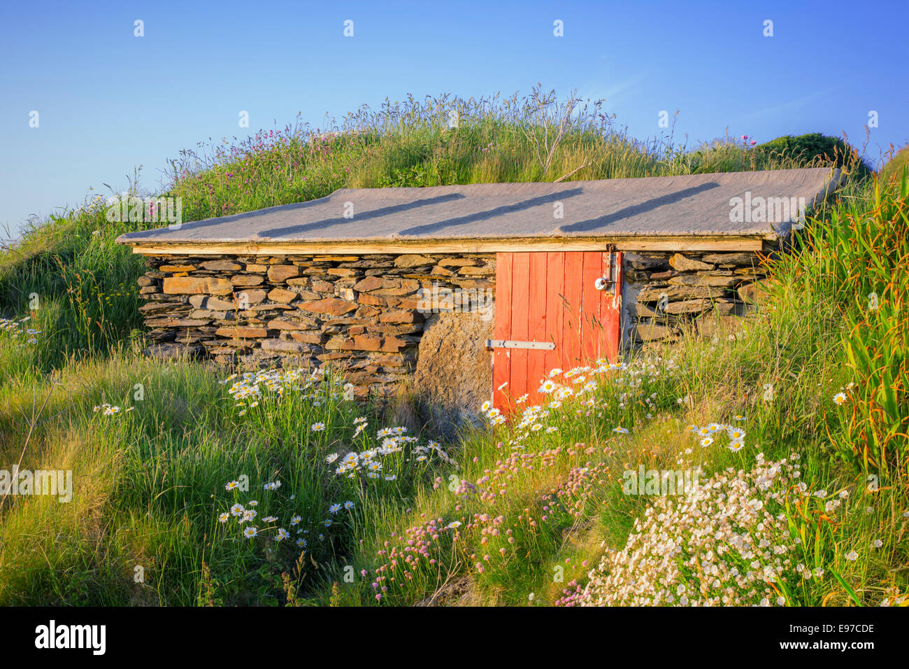 Casolare in pietra circondato da fiori selvatici Il Pembrokeshire Coast. Foto Stock