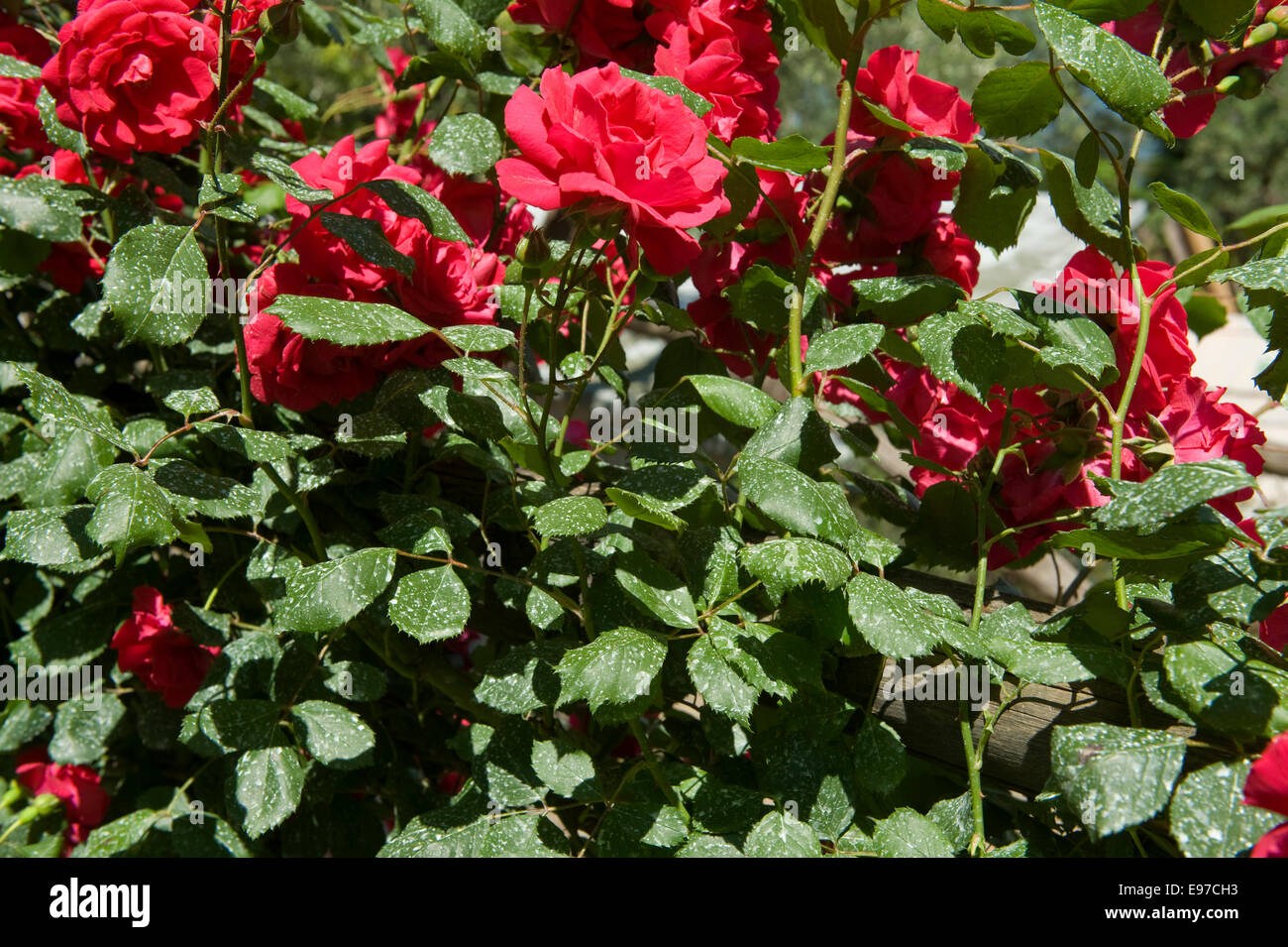 Deposito a spruzzo su foglie di red rose rampicanti in un giardino sul mare del Golfo di Napoli, Italia Foto Stock