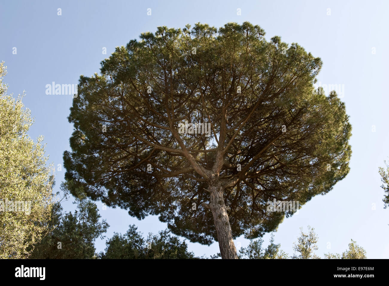 Ombrello o lapideo Italiano pino, Pinus pinea vicino a Sorrento, Italia Foto Stock