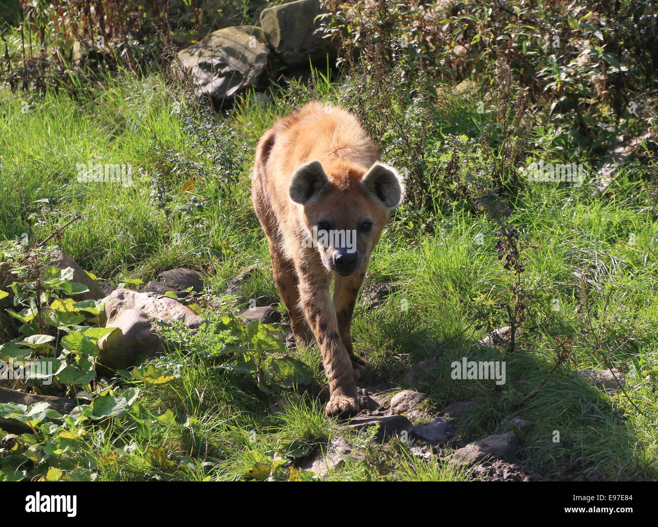 Passeggiate africane o chiazzato di ridere iena (Crocuta crocuta) in close-up, di fronte alla fotocamera Foto Stock