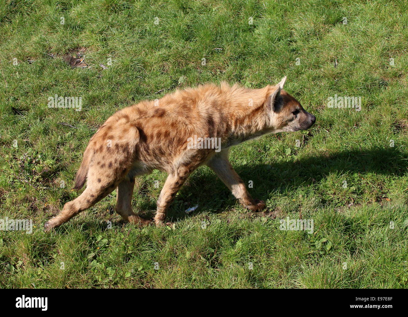 African macchiati o ridere iena (Crocuta crocuta) passato a piedi Foto Stock