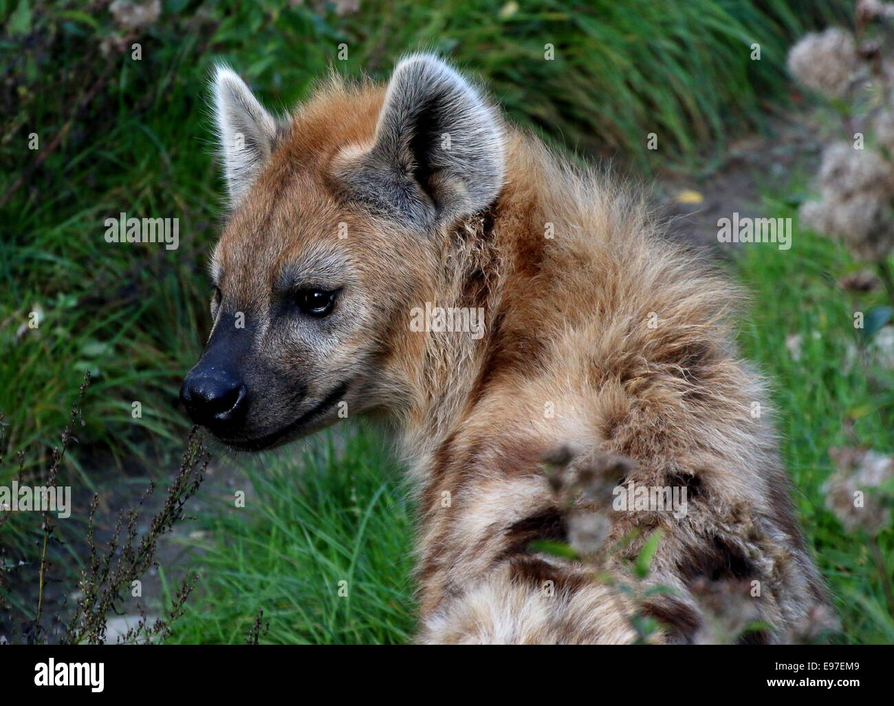 African macchiati o ridere iena (Crocuta crocuta) in close-up, guardando sopra la spalla Foto Stock