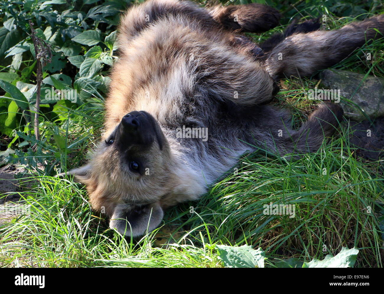 African macchiati o ridere iena in close-up Foto Stock
