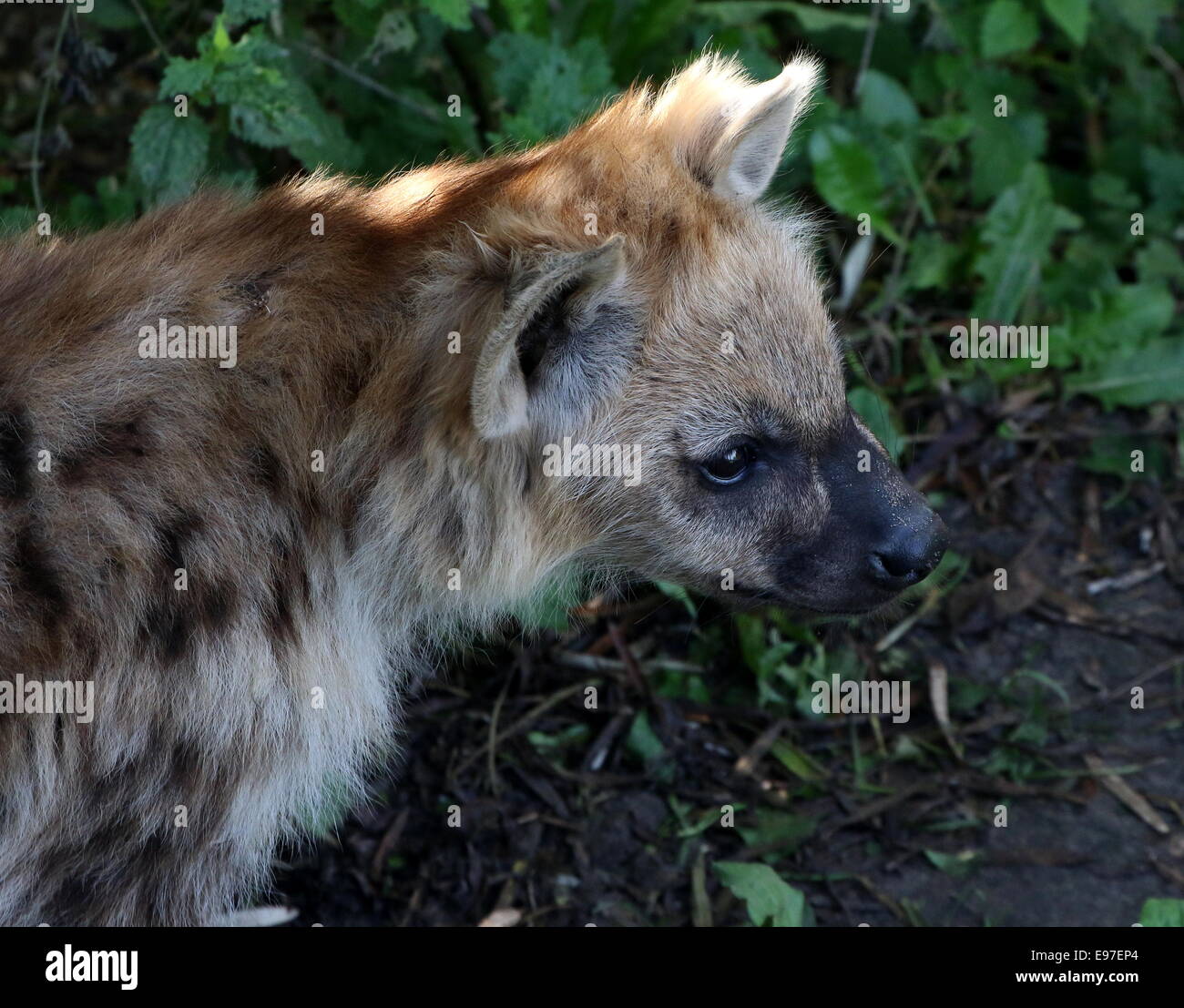 African macchiati o ridere iena in close-up Foto Stock