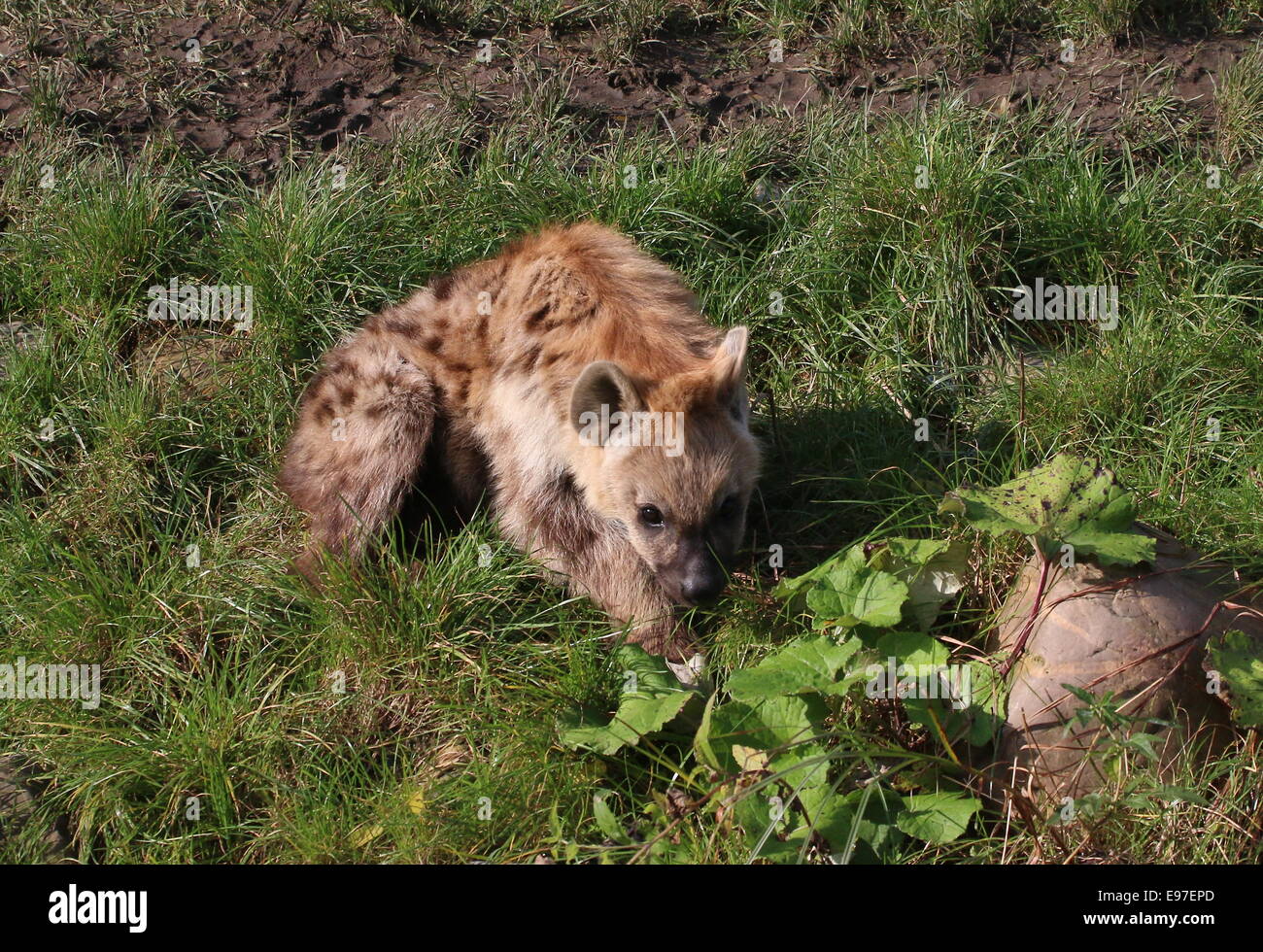 African macchiati o ridere iena in close-up Foto Stock