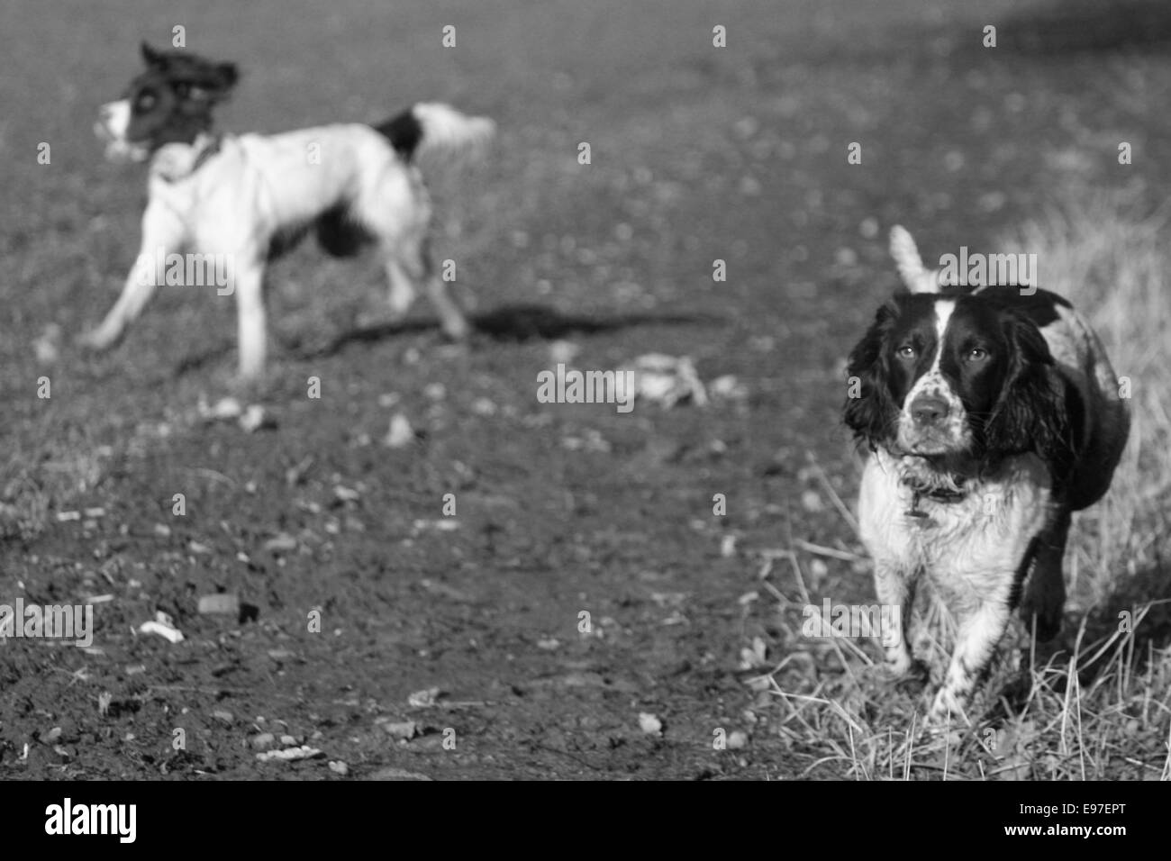 Fegato e bianco tipo di lavoro english springer spaniel gundog pet in esecuzione Foto Stock