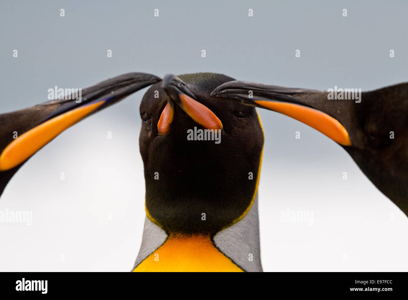 3 Il re pinguino, becco chat Foto Stock