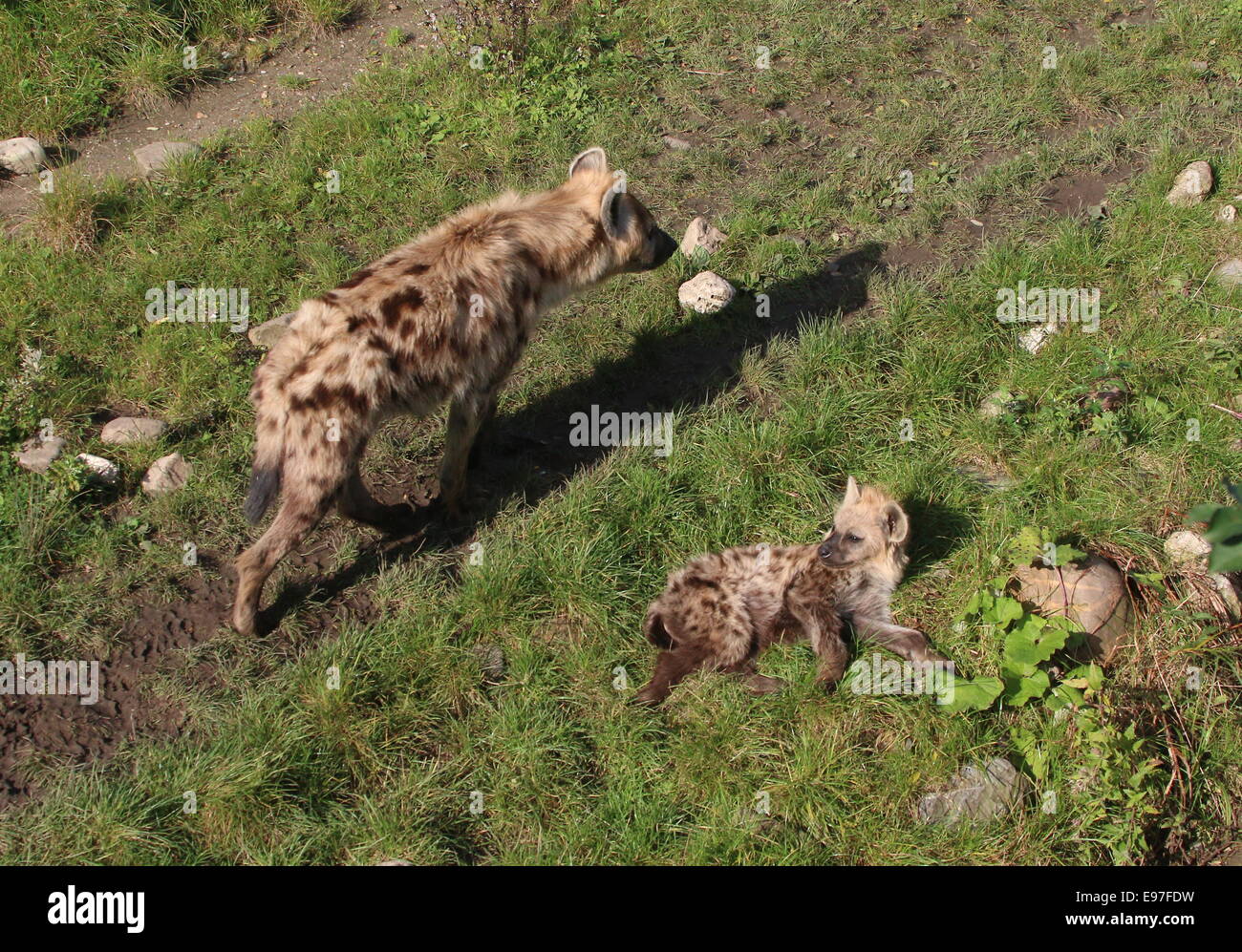 Africa iene maculate (Crocuta crocuta), la madre e il suo cucciolo Foto Stock