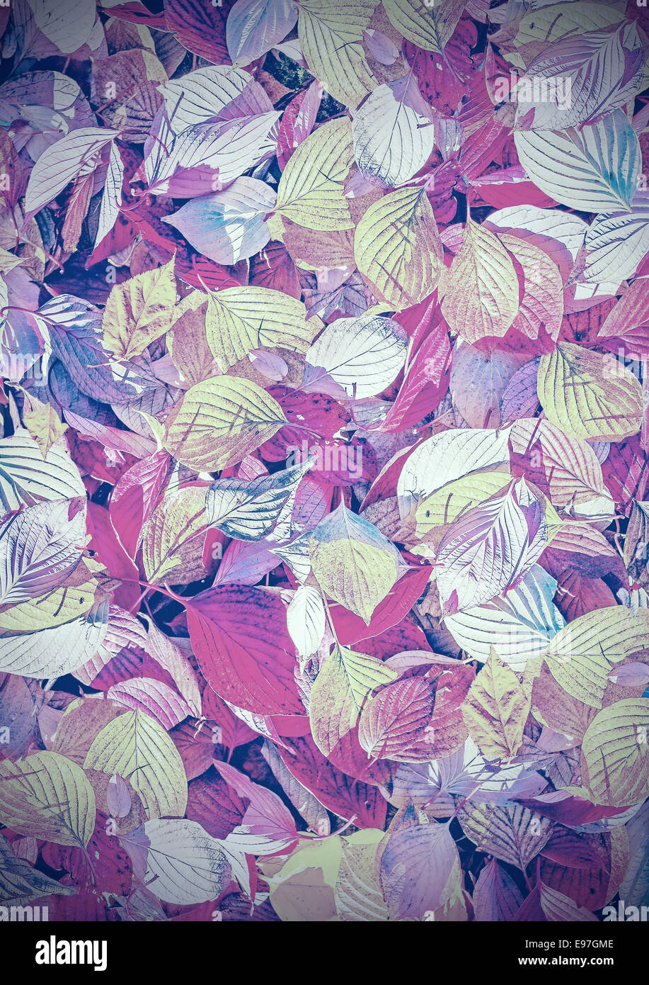 Stile retrò sfondo sbiadito fatta di foglie di autunno. Foto Stock