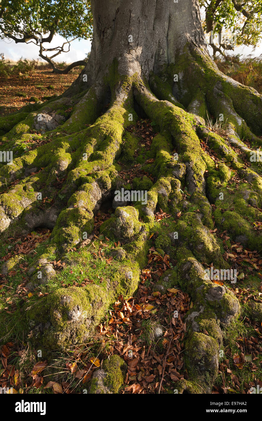 Tangled radice dell antico inglese massiccio faggio ricoperta con moss una sicura base solida su un dolce pendio Foto Stock