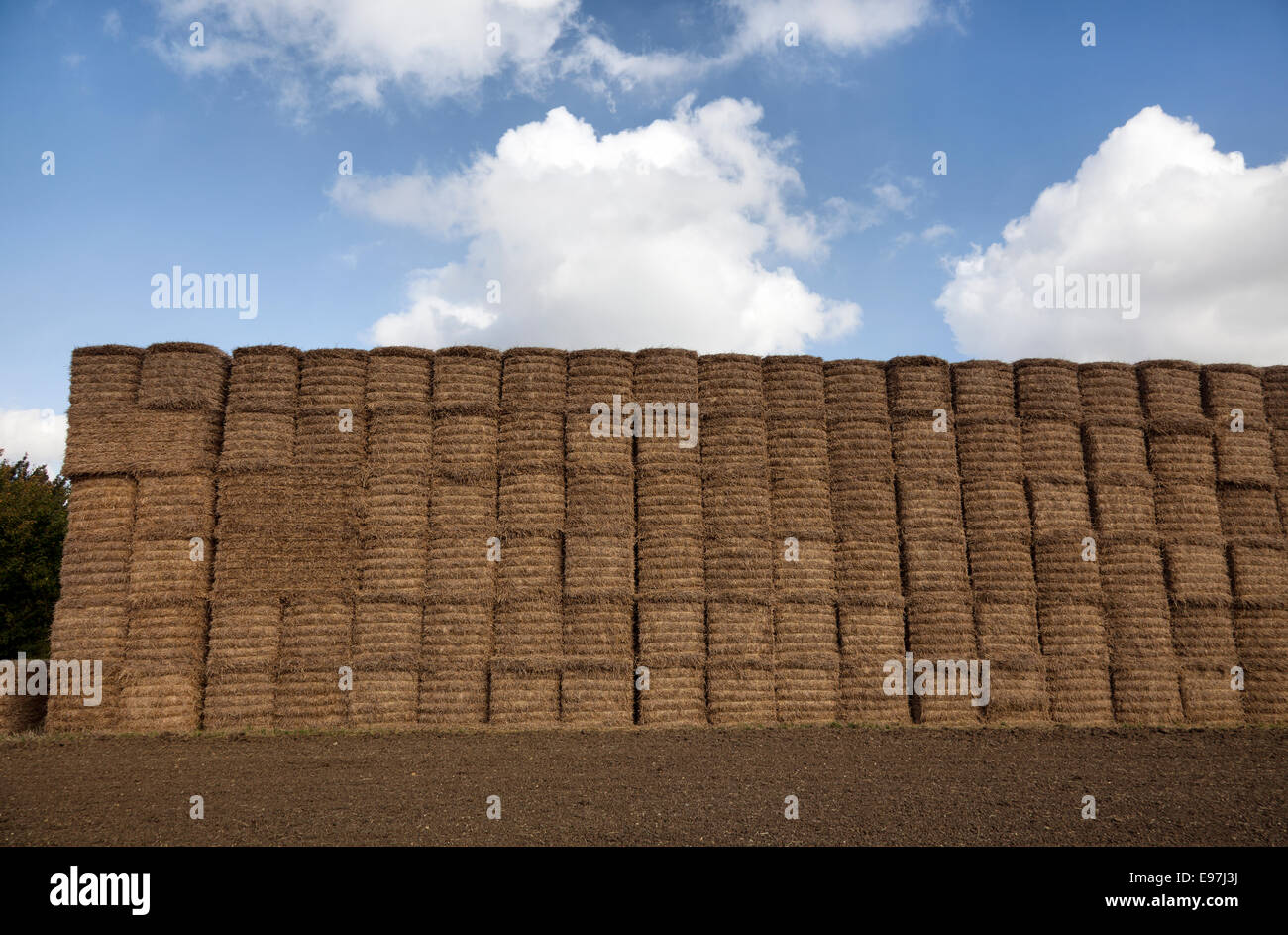 Parete di balle di fieno nel buoi fine in Essex - REGNO UNITO Foto Stock