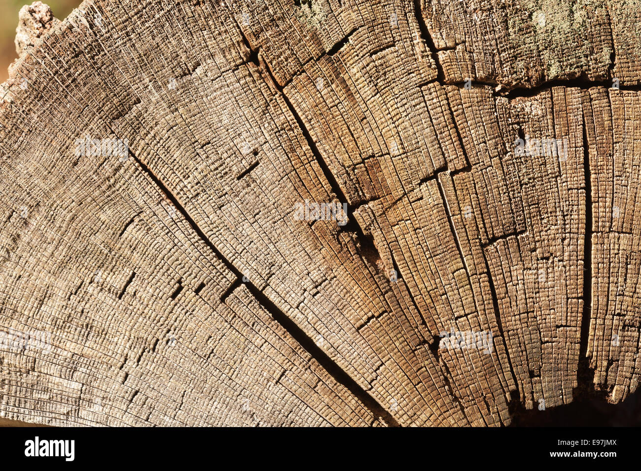 Albero-anello datazione cambiamento climatico
