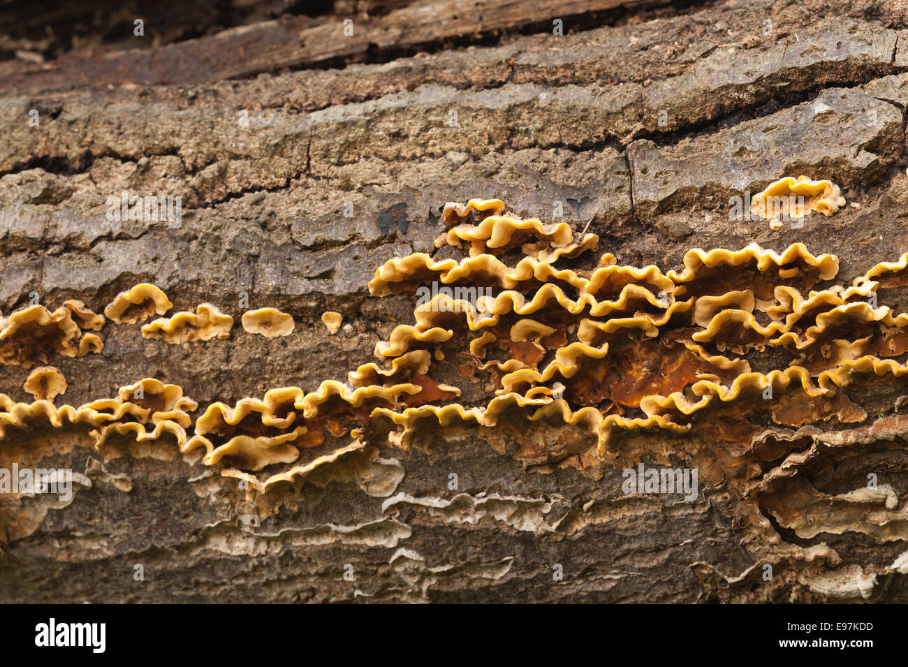 Vivid quasi incandescente Arancione marrone pelose crosta a tendina funghi formano strati sui morti comune di legno di quercia diffusione sotto corteccia lungo tronco Foto Stock