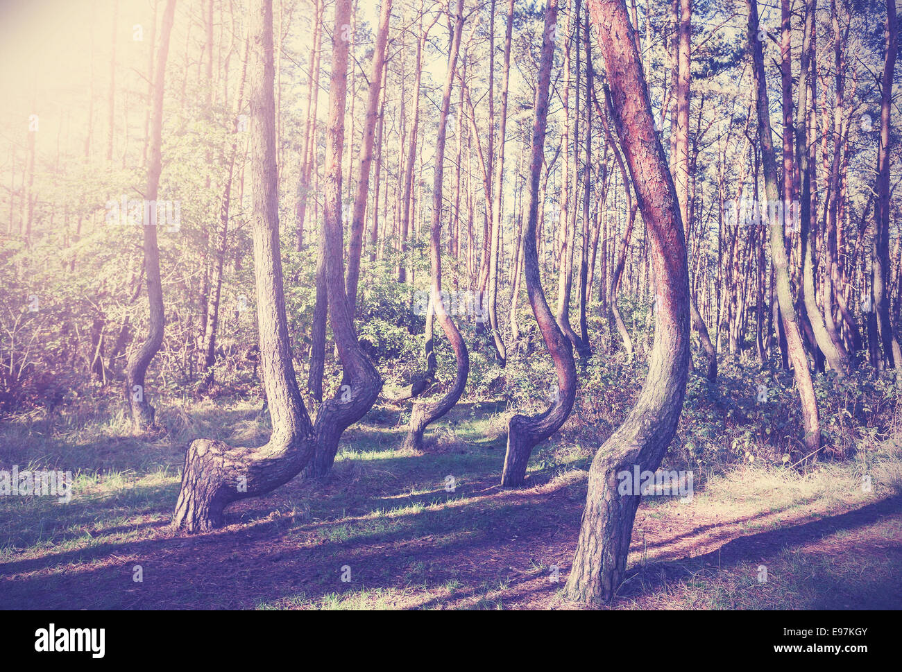 In stile vintage immagine della foresta storta, Polonia. Foto Stock