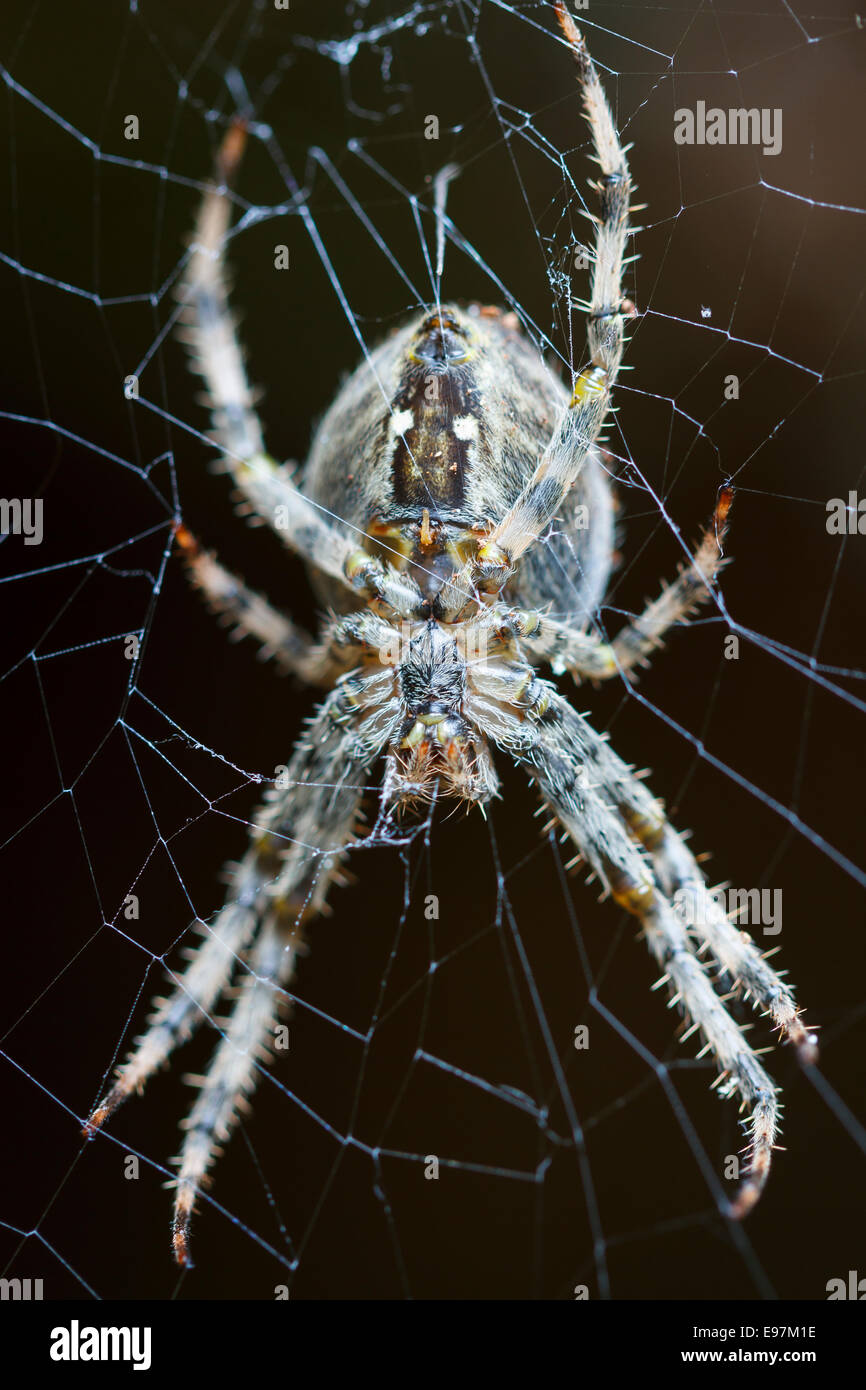 Giardino europeo spider (Araneus diadematus). Gorbeia parco naturale. Alava, Paesi Baschi, Spagna. Foto Stock