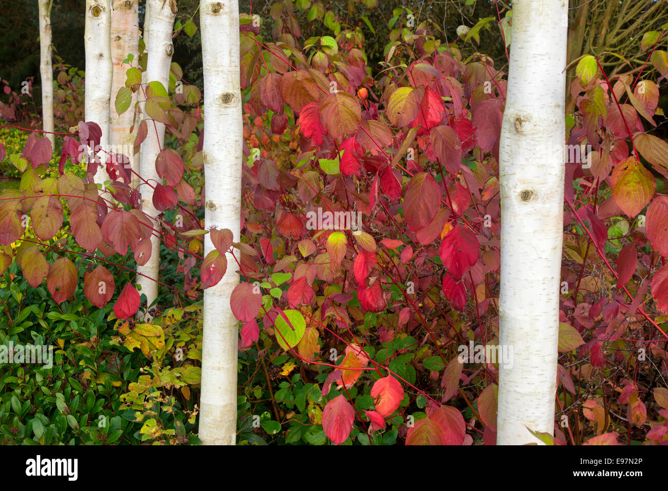 L'Himalayan betulle Betula utilis var jacquemontii e Red tig Sanguinello Cardinale Cornus sericea a metà ottobre Foto Stock