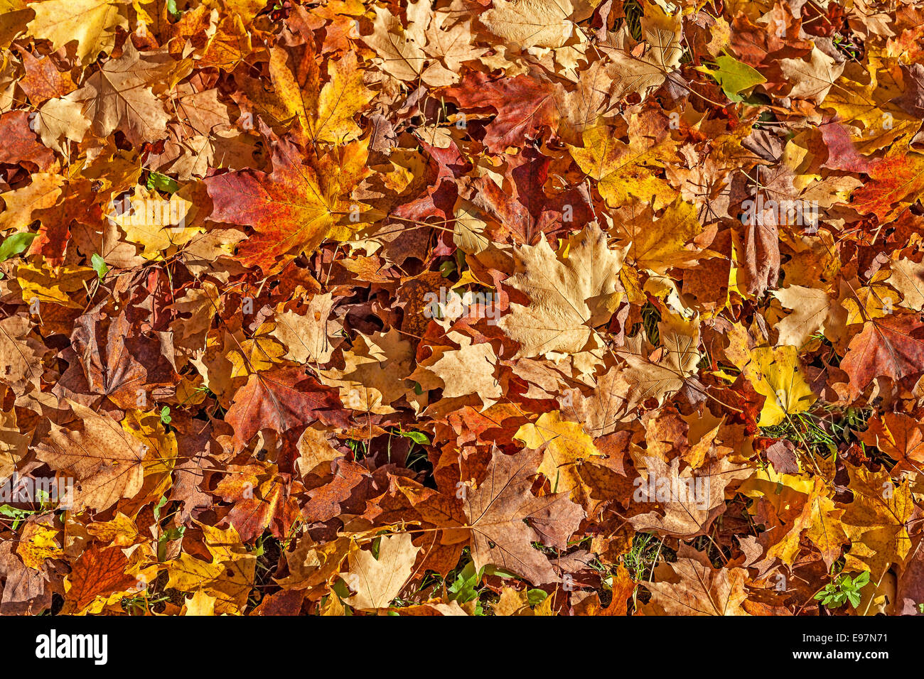 Sfondo colorato fatto di foglie di autunno. Foto Stock