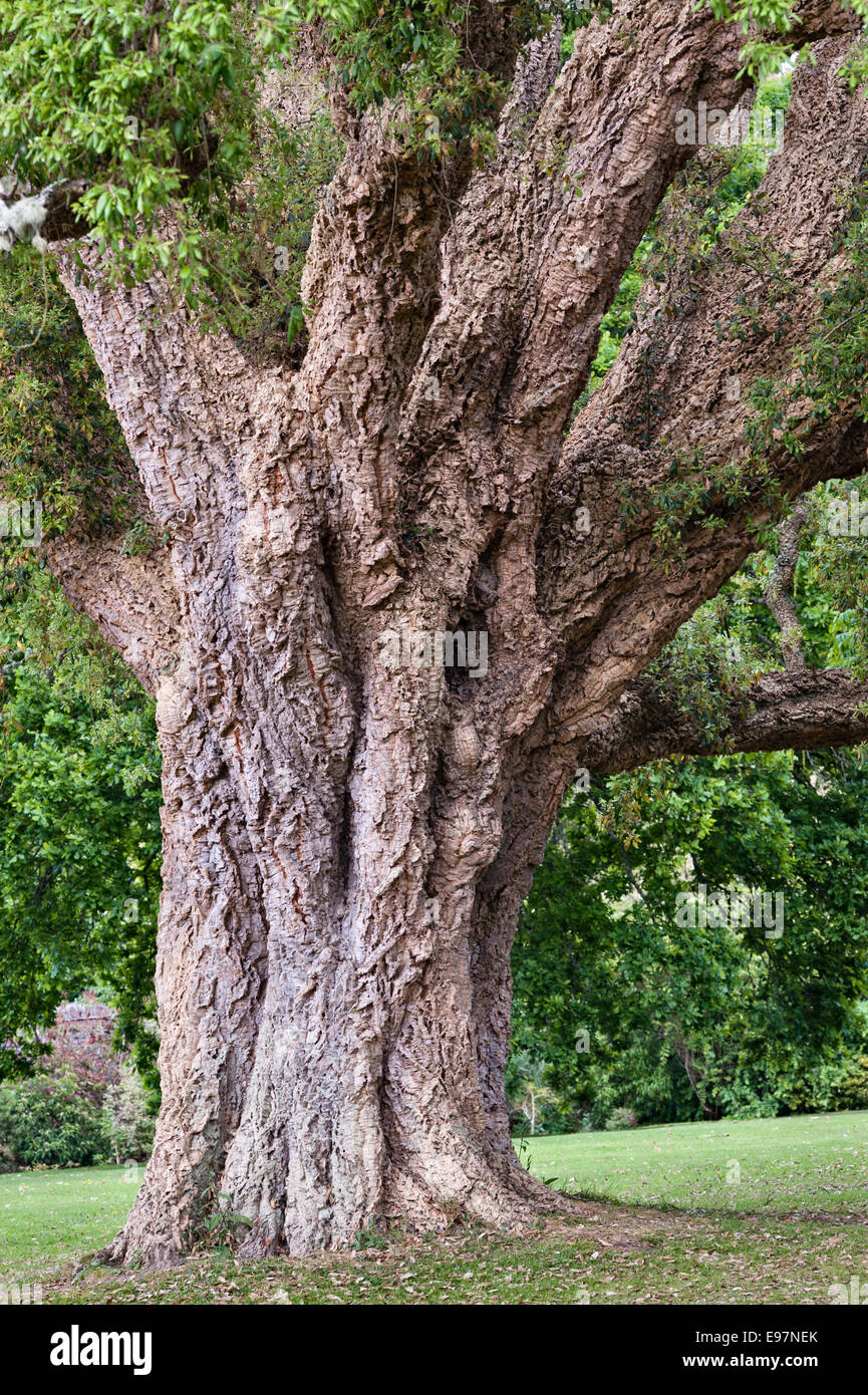 I giardini di Antony, Torpoint, Cornovaglia, Regno Unito. L'enorme quercia da sughero (quercus suber) sul Cork Oak Lawn vicino alla casa è un "albero campione" Foto Stock