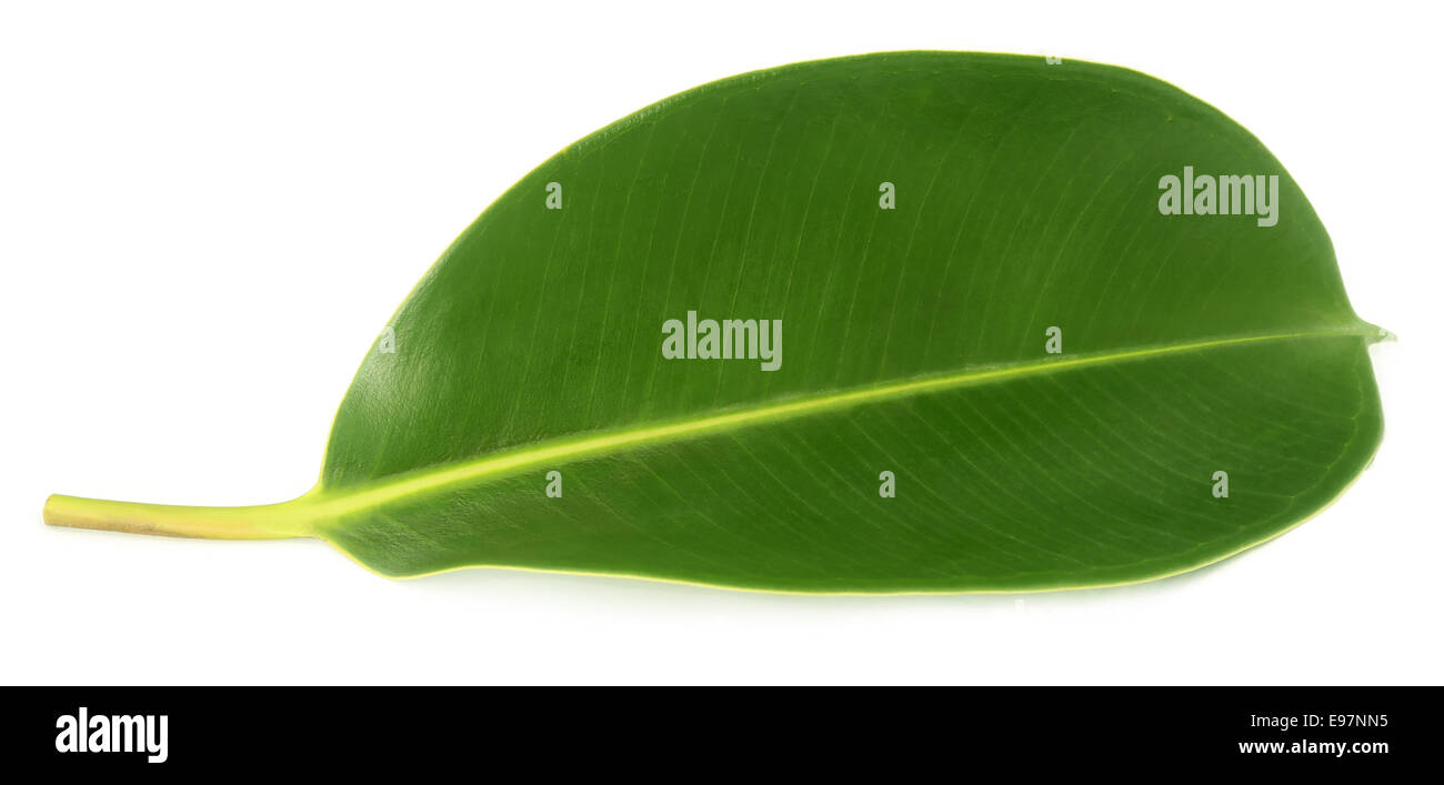 Verde foglia della pianta in gomma su sfondo bianco Foto Stock