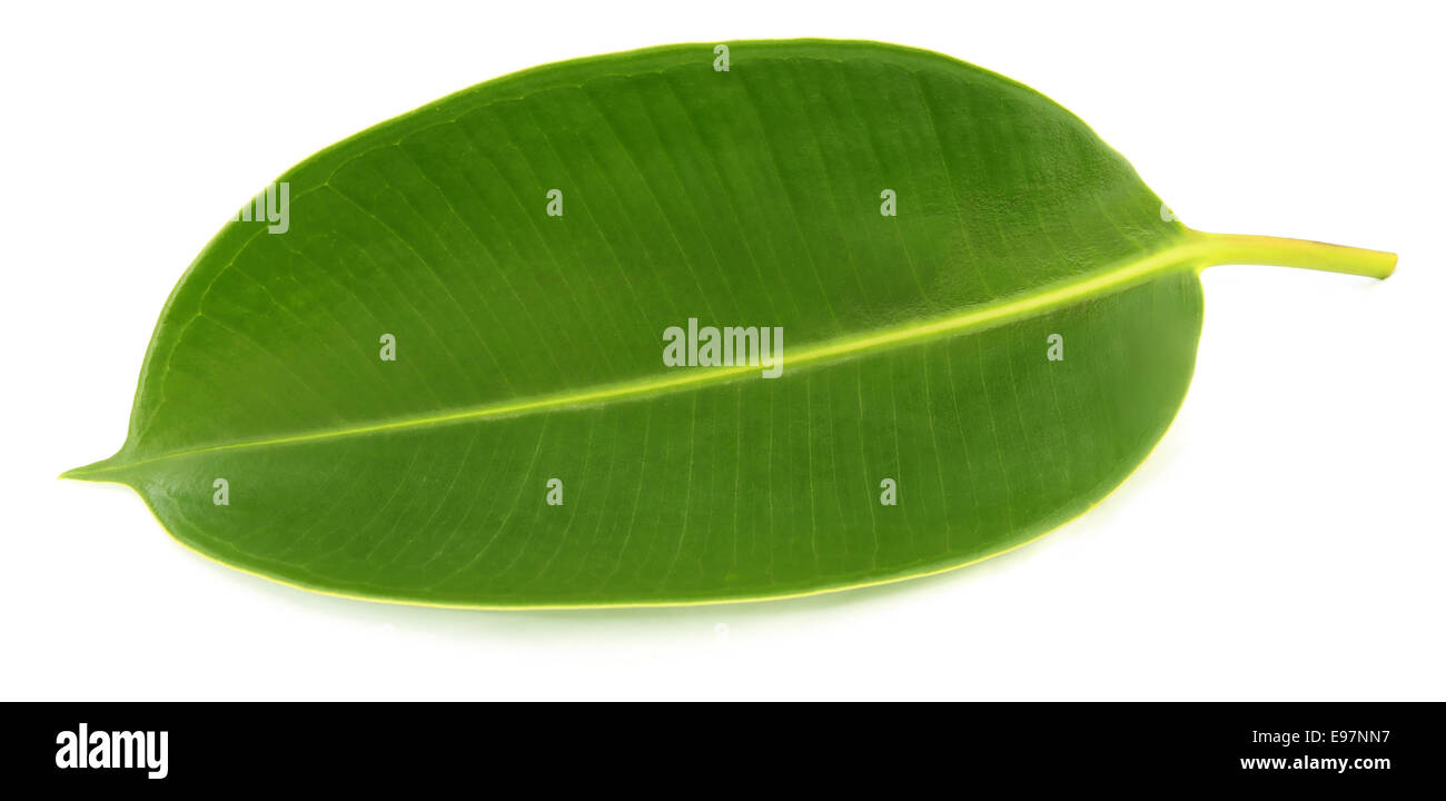 Verde foglia della pianta in gomma su sfondo bianco Foto Stock