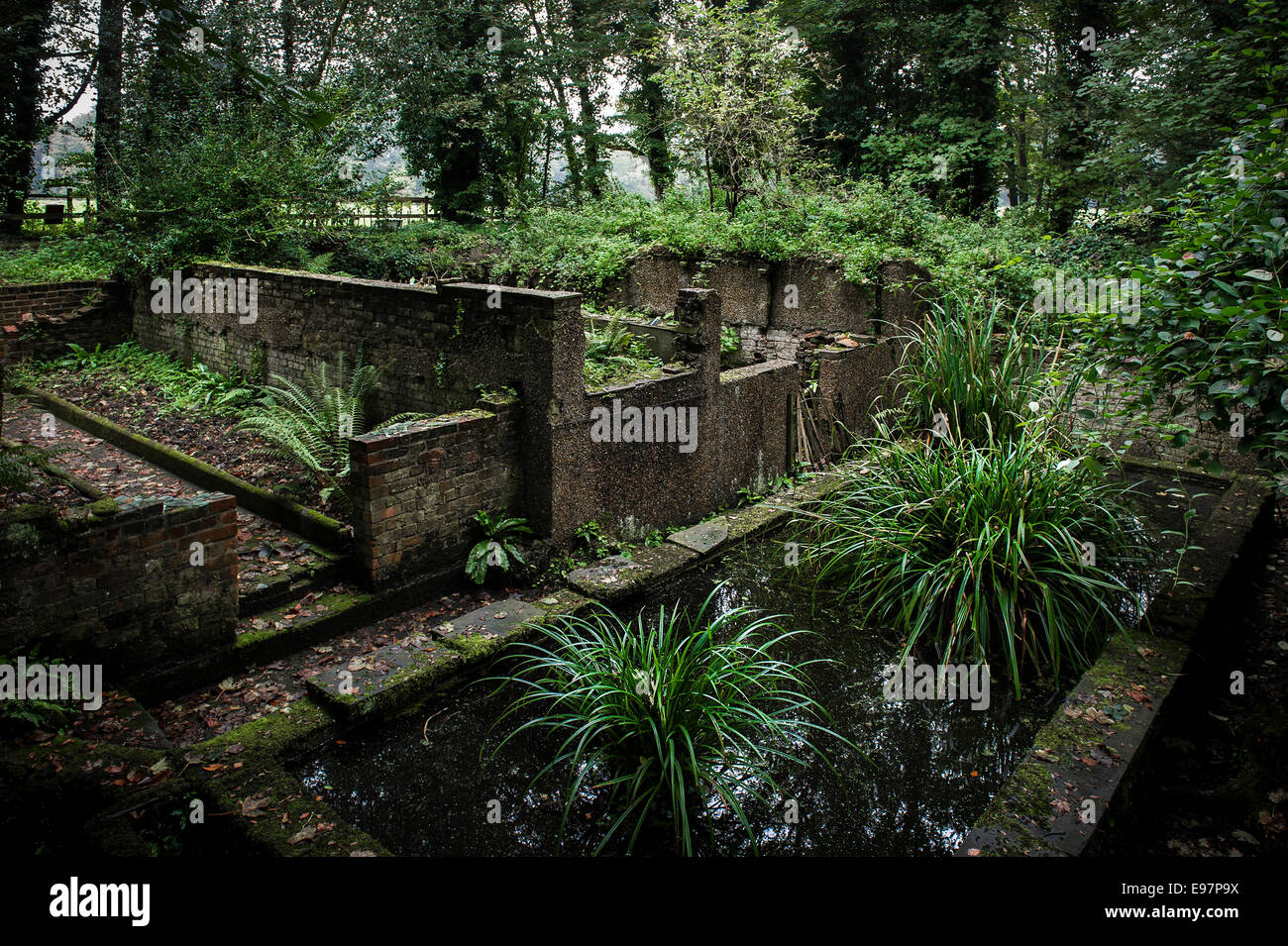 I resti di edifici abbandonati a Warley Place in Essex. Il giardino della casa di orticolturista Miss Ellen Willmott. Foto Stock