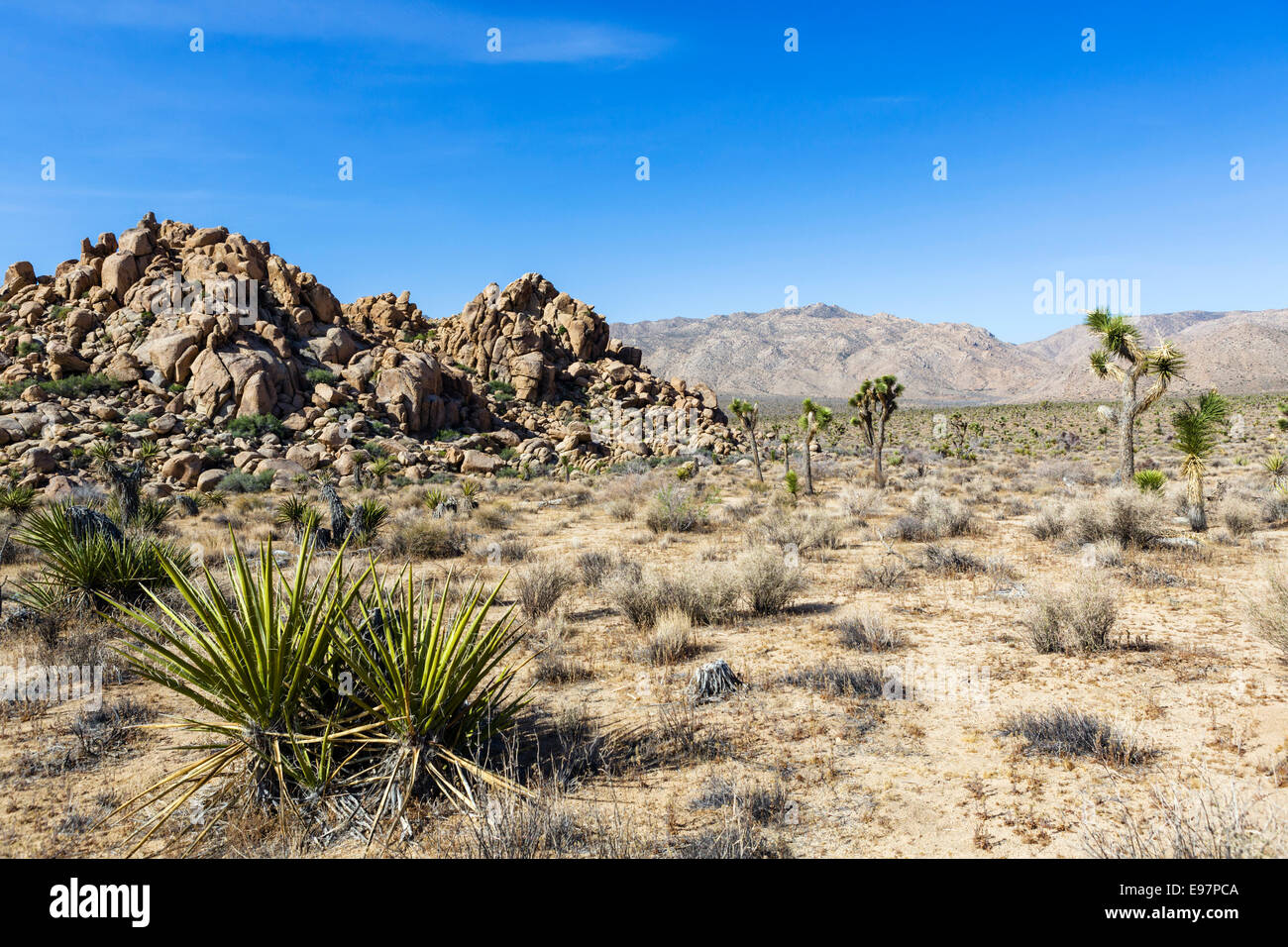 Paesaggio lungo Park Boulevard a Joshua Tree National Park, San Bernardino County, California del Sud, STATI UNITI D'AMERICA Foto Stock