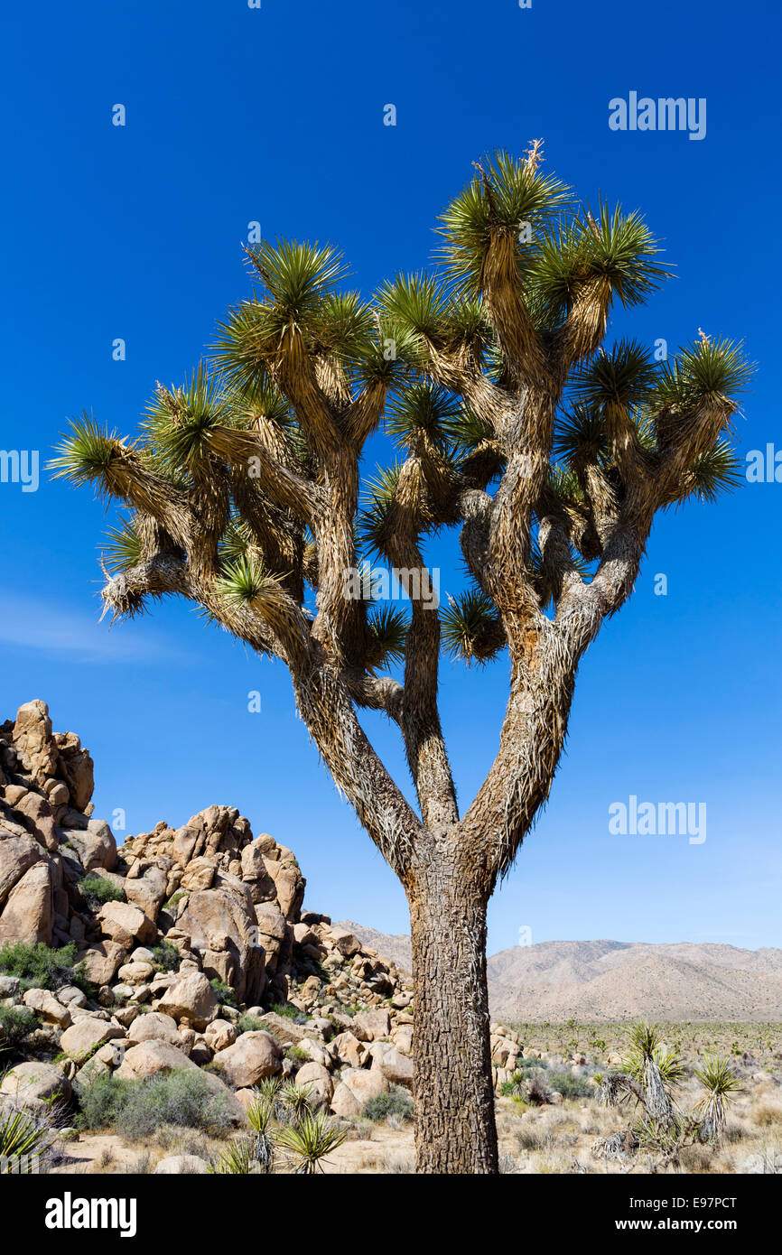 Joshua Tree (Yucca brevifolia) lungo Park Boulevard a Joshua Tree National Park, San Bernardino County, California del Sud, STATI UNITI D'AMERICA Foto Stock