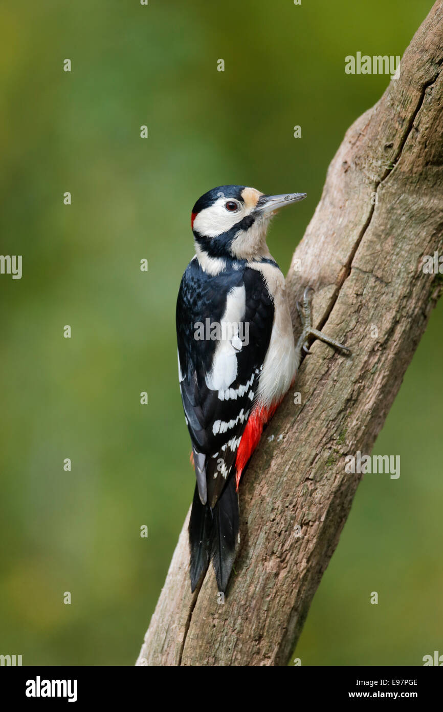 Picchio rosso maggiore, Dendrocopos major, maschio singolo sul ramo, Warwickshire, Ottobre 2014 Foto Stock