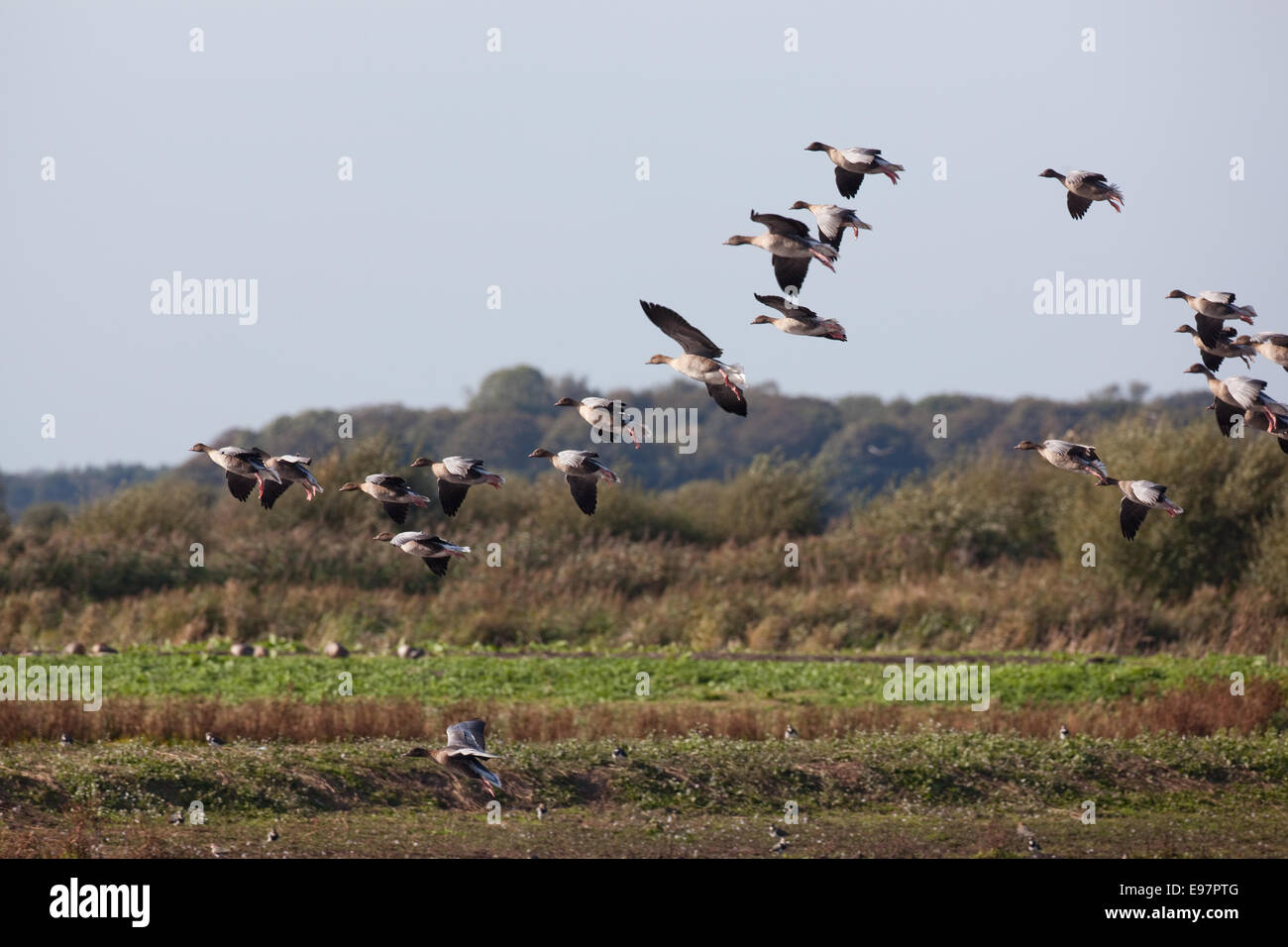 Rosa-footed oche (Anser brachyrhynchus). Matassa arrivando fino a terra. Le gambe, "carro", abbassato. Martin mera WWT Lancashire Foto Stock