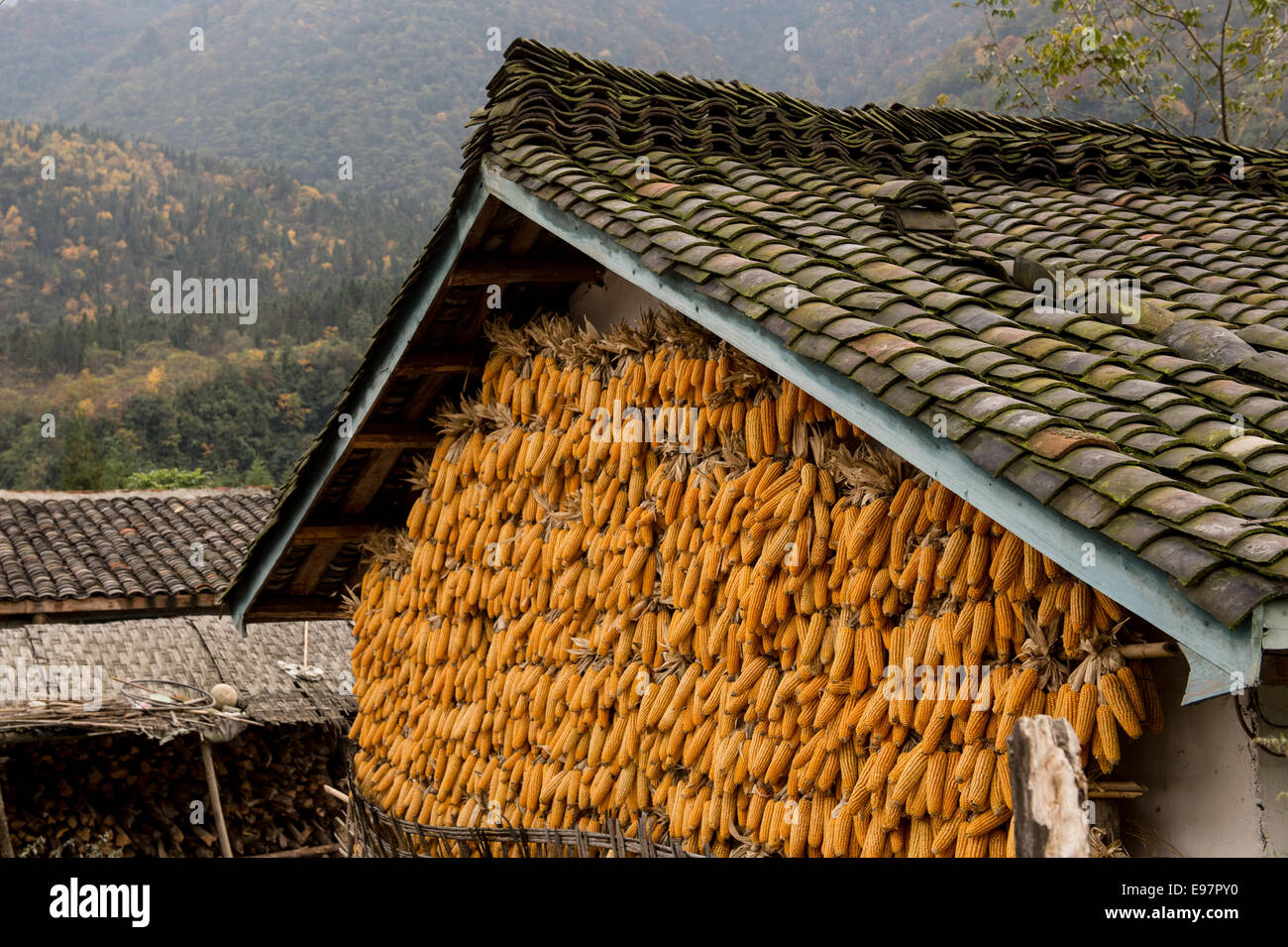 Il mais si blocca in un villaggio al di sotto del Li Zi Ping riserva forestale in provincia di Sichuan, in Cina. (Foto di Ami vitale) Foto Stock