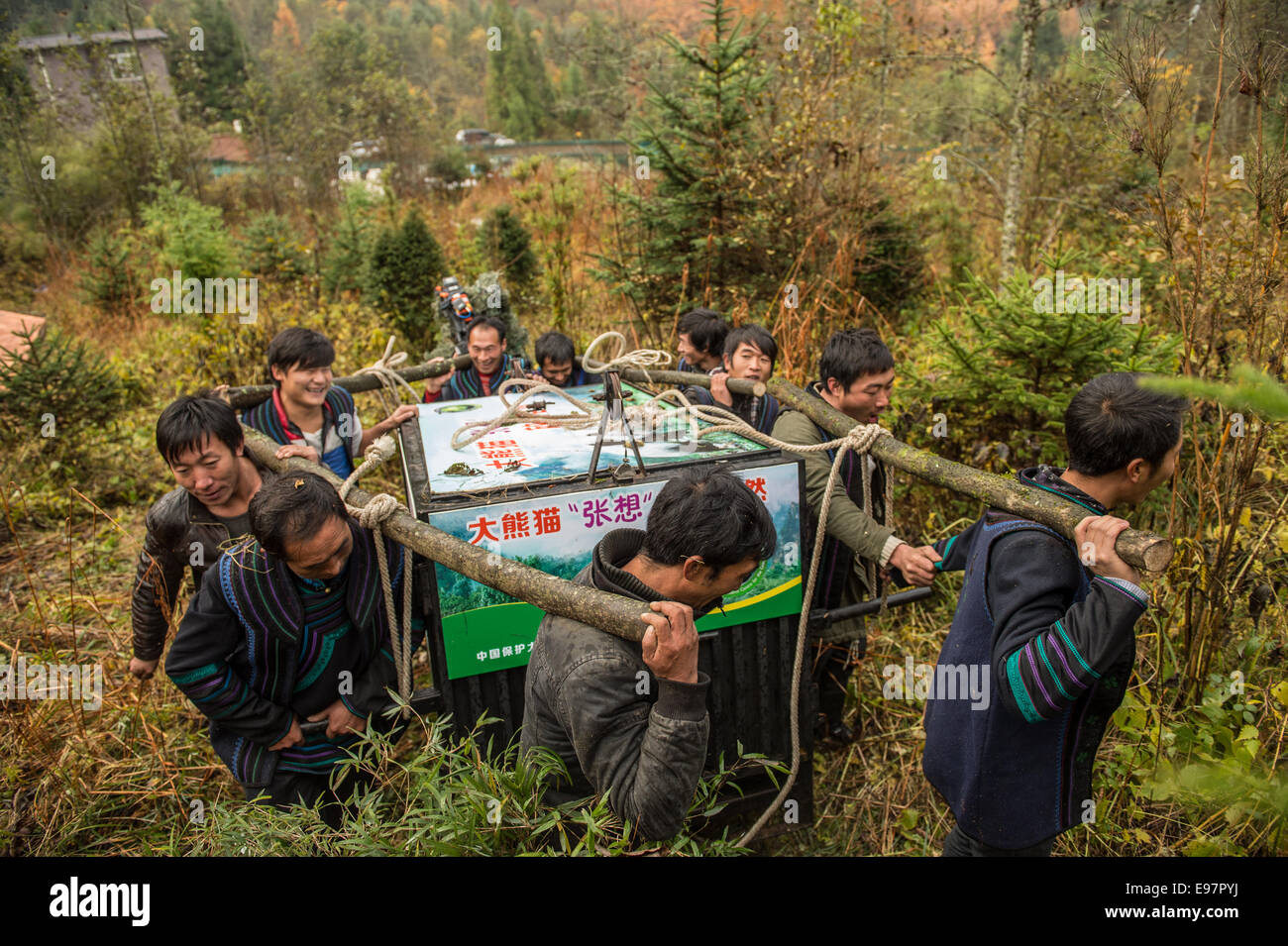 I gestori e media pronti per il rilascio di un due-anno vecchio, nati in cattività panda gigante di nome Zhang Xiang - un nome che appropriatamente Foto Stock