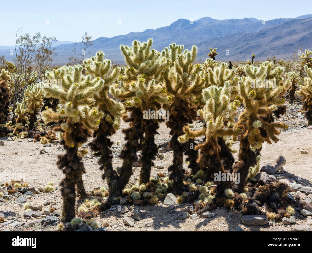 Bruciò Cholla cactii (Cylindropuntia bigelovii) in Cholla Cactus Garden, Joshua Tree National Park, nel sud della California, Stati Uniti d'America Foto Stock