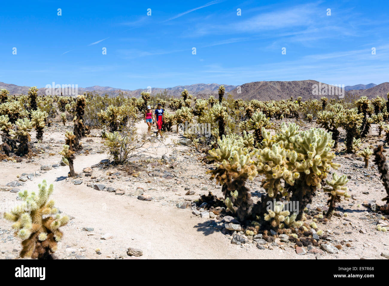 Matura sul loop trail in Cholla Cactus Garden, Joshua Tree National Park, nel sud della California, Stati Uniti d'America Foto Stock