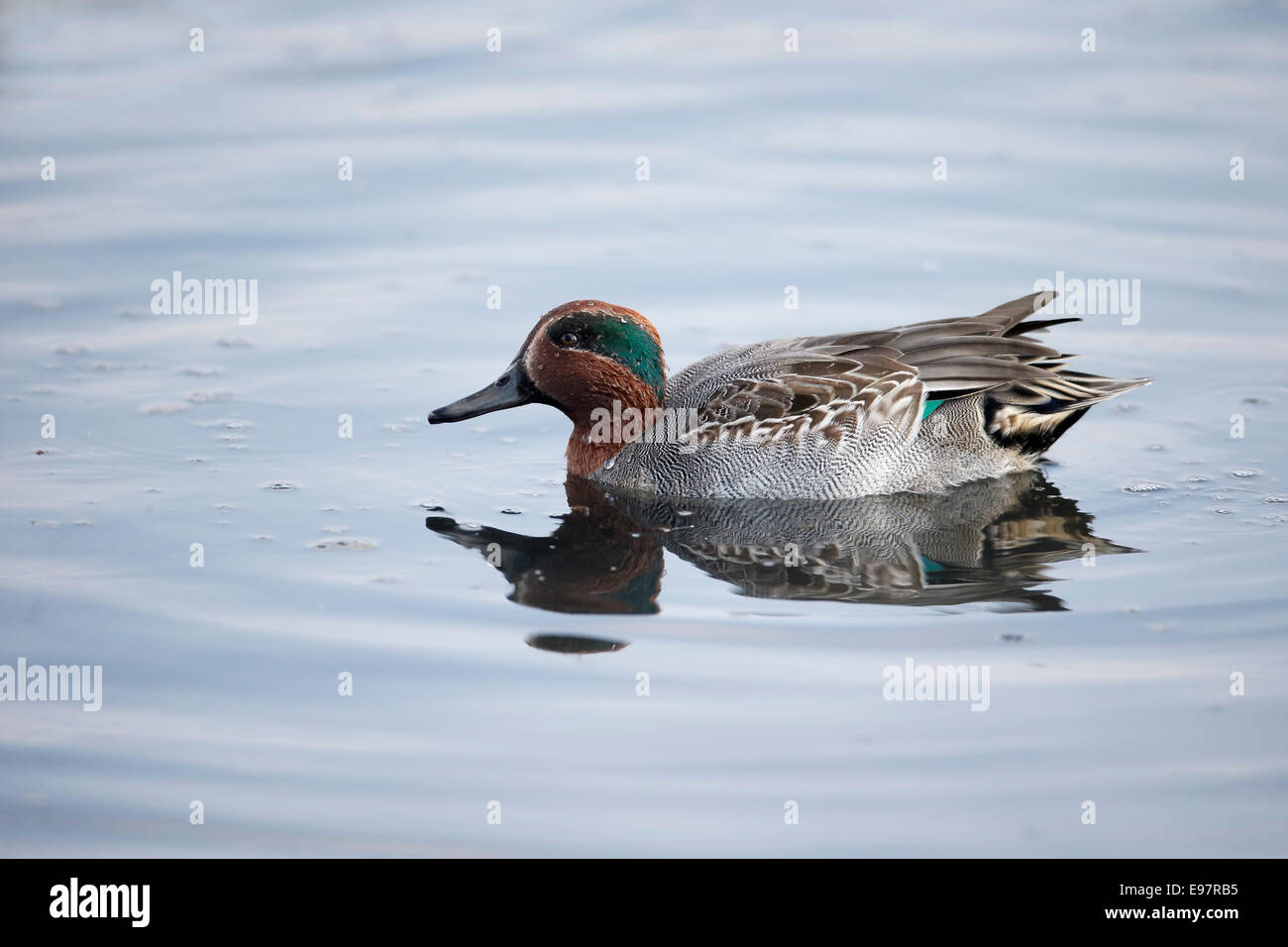 Teal, Anas crecca, singolo maschio su acqua, Lancashire, Ottobre 2014 Foto Stock