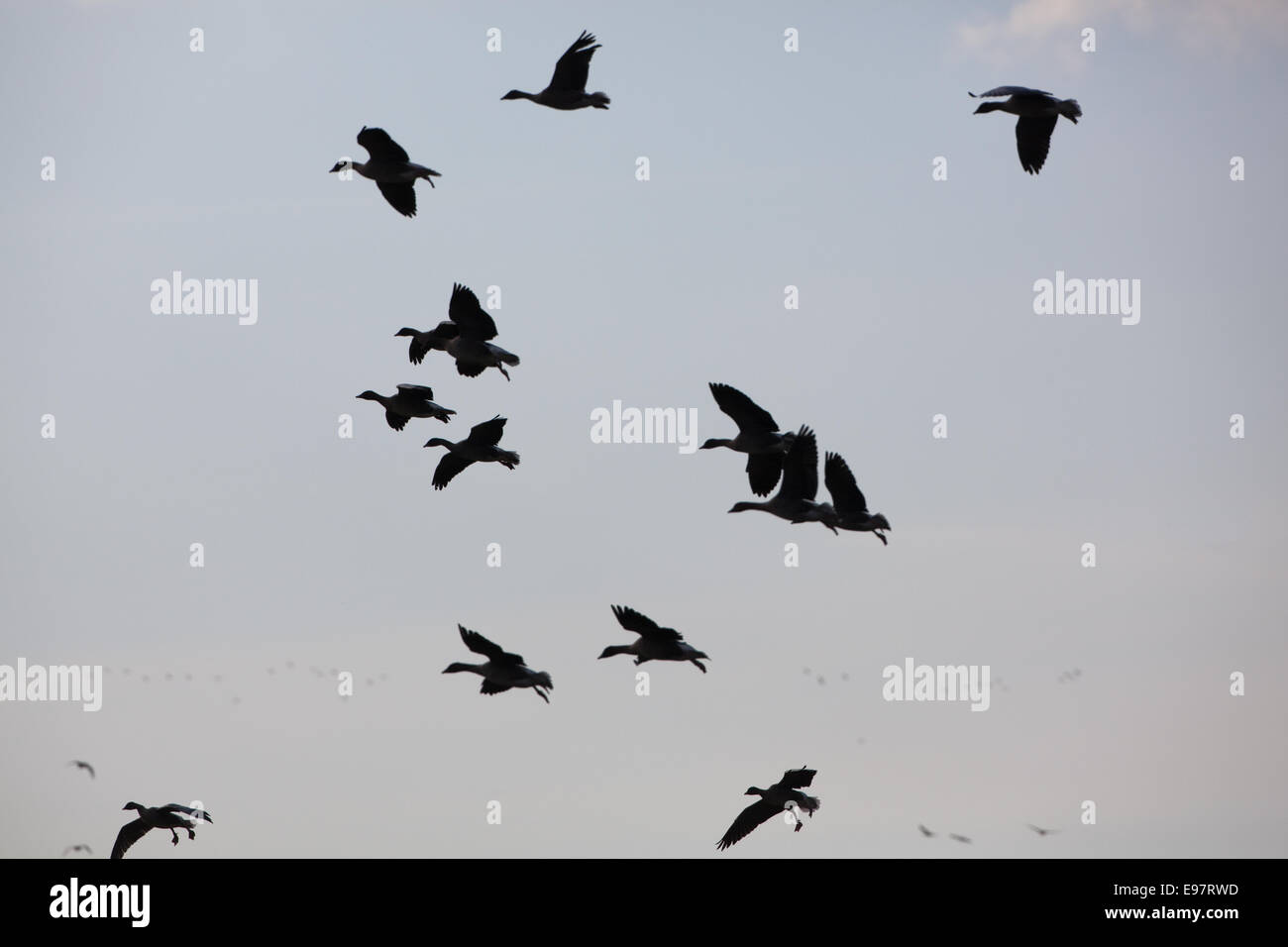 Rosa-footed oche (Anser brachyrhynchus). Matassine, in silhouette, arrivando fino a terra. Luce della Sera. Sedimentazione. Foto Stock