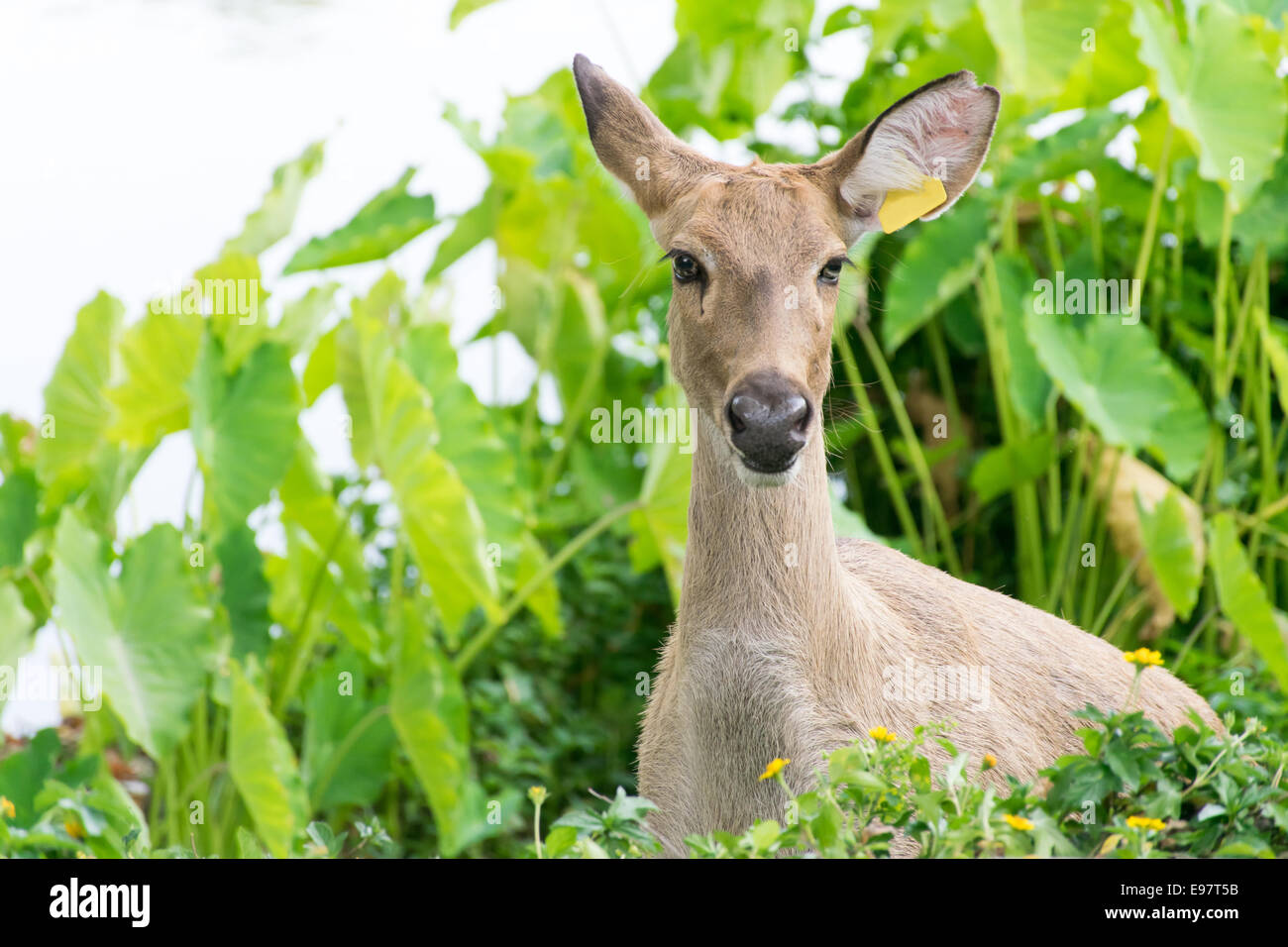 Cervo con campo in erba naturale isolato di sfondo su bianco Foto Stock