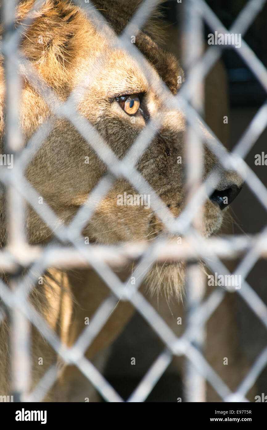 Occhio di tigre in gabbia sguardo feroce Foto Stock
