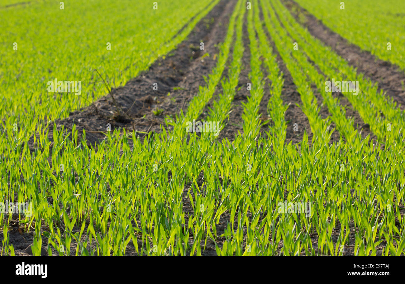 Giovani piante di cereali nel campo Foto Stock