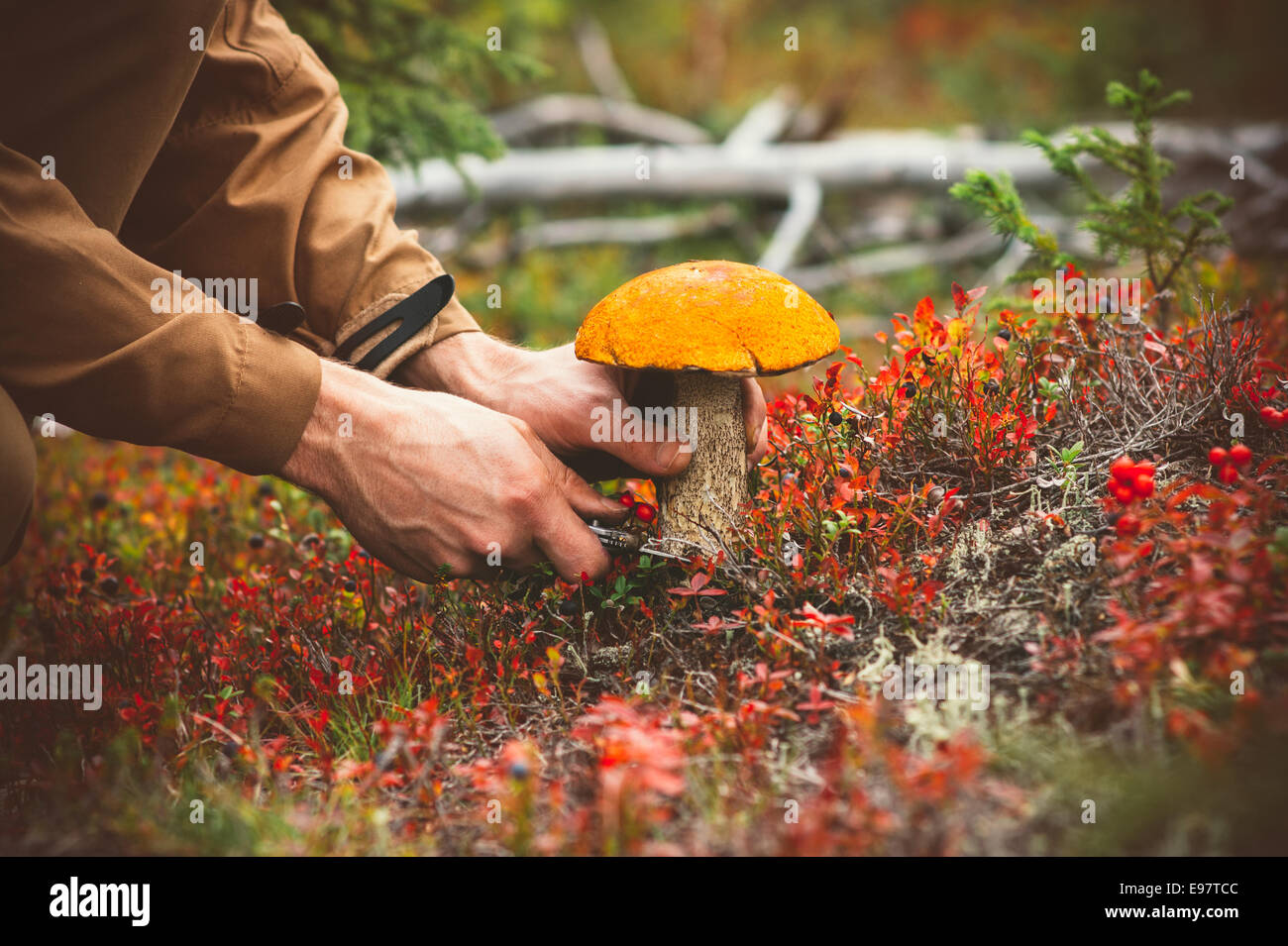Man mano la raccolta di funghi cappuccio arancione funghi porcini freschi cibi organici sano stile di vita naturale della foresta sullo sfondo Foto Stock