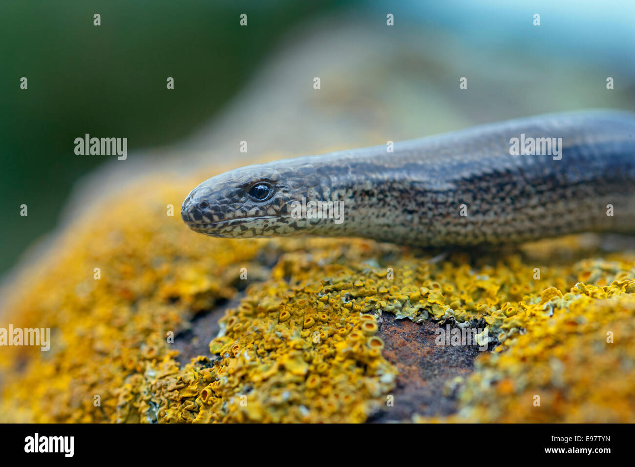 Worm lenta Anguis fragilis su lichen coperto rock Foto Stock