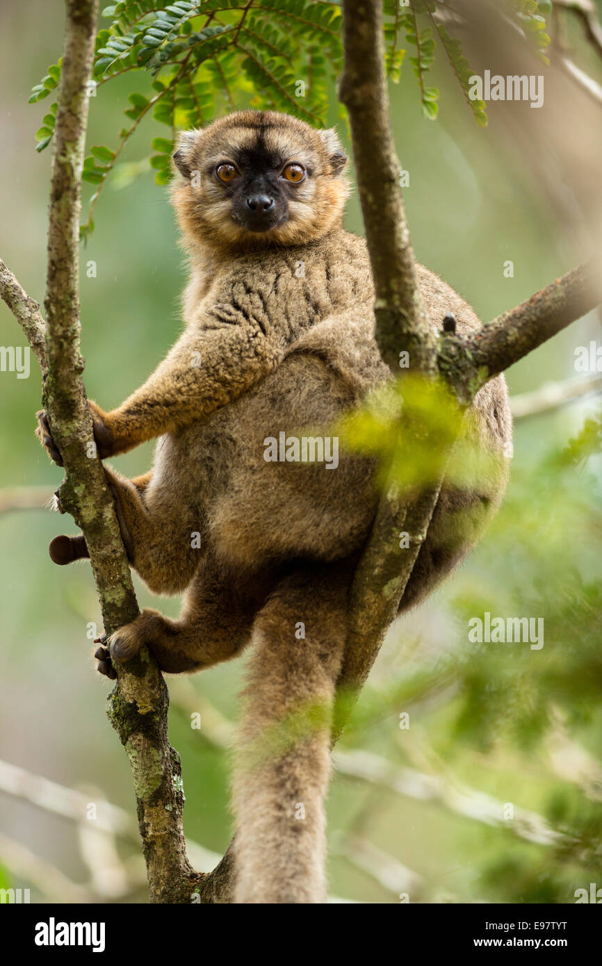 Comune lemure marrone, il Eulemur fulvus,Vakôna Forest Lodge, Andasibe, Madagascar Foto Stock