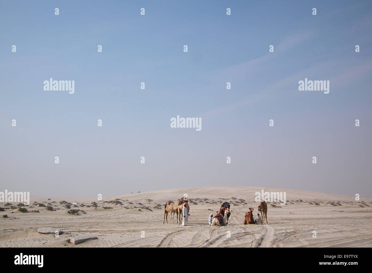 Un gruppo beduino con dromedari nella sabbia del deserto Arabico nel Golfo Arabico stato Qatar. Foto Stock